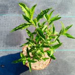 Budleja Dávidova (Buddleja Davidii) ´BERRY´S CREAM´ - výška 20-30 cm, kont. C2L
